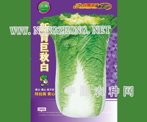 新育巨秋白